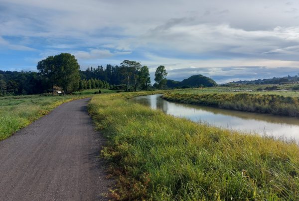 The Kōpūrererua Stream Realignment Project