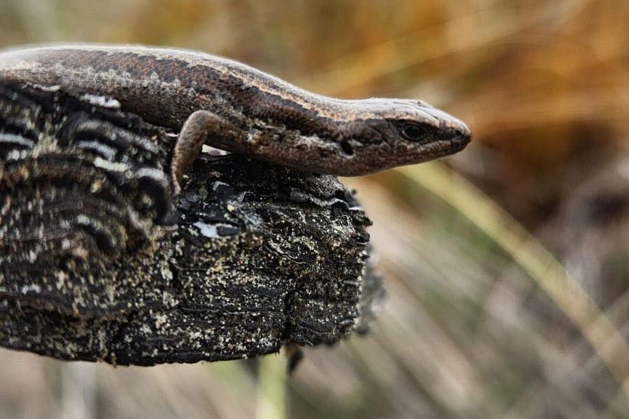 Skink relocation