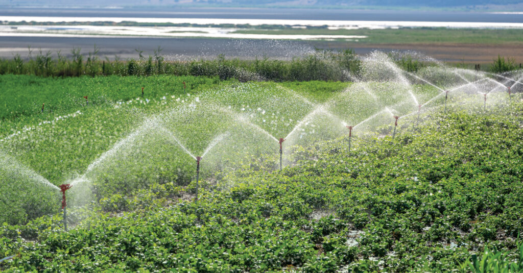 agrifood field being watered